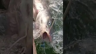 top  fish  15 kg  জিন্দা আইরর মাছ #fish #youtube #video #shorts #food