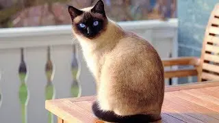 Types of Cats!