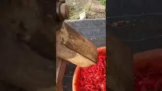 removal of seeds from red chilli