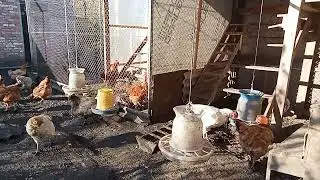 Chickens Pecking and Clucking | 1 Hour of Peaceful Nature