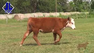 Lot 14 - DBLL JR 5182 CUPCAKE 730 ET