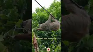 Slow-moving tree-dwelling mammal #shorts #animals #sloth #nature