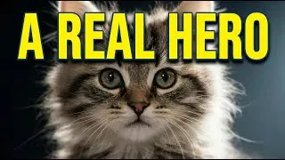 🐱 Hero Cat Saves Little Boy from Drowning! Incredible Rescue!(Real Story)