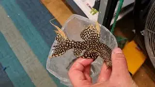 Unboxing pseudacanthicus typhoon lda105