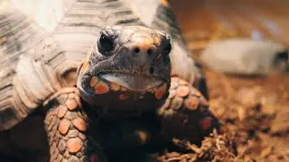 Tuneando terrario de Larry, mi tortuga patas rojas y sus compas las rhinoclemmys del bosque :D