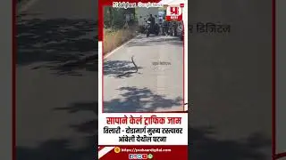 सापाने केलं ट्राफिक जाम #kokan #dodamarg #snake
