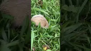 B&eacute;b&eacute; Tangue ( h&eacute;risson de l&rsquo;&icirc;le de la r&eacute;union ) 🇷🇪