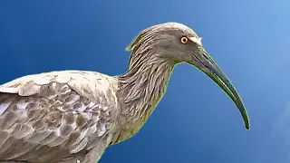 prawdziwy ibis