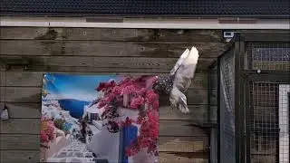 Roodtijger doffer d.d.: 17-01-2026
