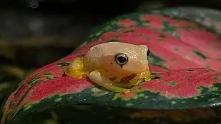 Graceful Tree Frog enclosure Green tree frog