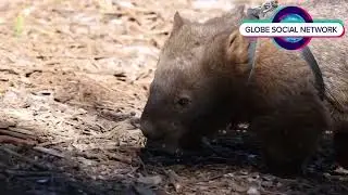 The Remarkable Wombat: Australia’s Underground Engineer#wildliferescue  #wildlife  #australia
