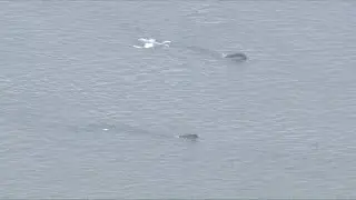 Dozens of endangered whales spotted in Cape Cod Bay
