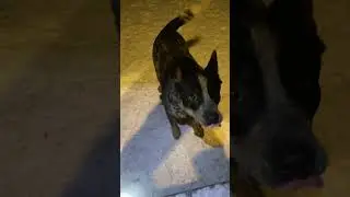 У Хэви всегда хорошее настроение #dogs #австралийскийхилер #australianheeler #australiancattledog