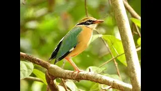 INDIAN PITTA (Kerala, India)