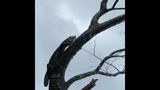 Australian Goanna