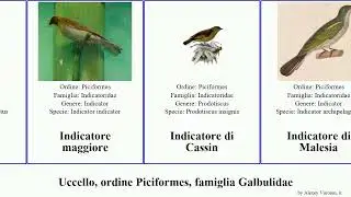 Uccello, ordine Piciformes, famiglia Galbulidae indicatore jacamar bird maggiore beccogrosso Jammy