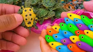 Awesome Catch Ornamental Fish in Giant Colorful Egg,  Fish, Tiger Barb Fish, Danio Fish, Koi, Turtle
