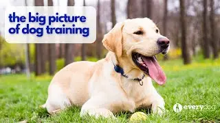 The Big Picture of Dog Behavior (and How it Impacts Your Training)