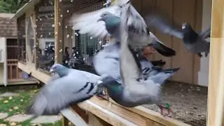 Should I keep flying my pigeons in winter? (Sigo entrenando las palomas en invierno?)