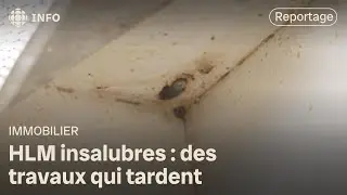 Habitations &agrave; loyer modique : des HLM insalubres &agrave; Montr&eacute;al