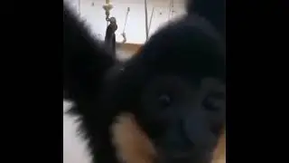 Monkey Licks Camera