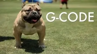 AMERICAN BULLY SHOW - THE REZ POUND BULLY SHOW
