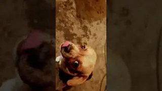 Ce faci ? Esti bine ? &Icirc;ți urez o zi bună! #dog #animals #love #trending #viral #shorts