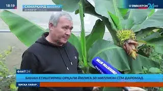 Банан етиштириш орқали йилига 50 миллион сўм даромад