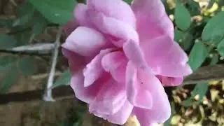 @Manipur Ningol Hydrabad Ongbigi Ningol Machanupi AssamdaThajakhiba Chaokhre Yamn ❤️❤️❤️