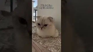 Кики осуждает мои жизненные решения 🙈 #kikicutekitty #осуждение #жизненныйвыбор #понятно #шотланд...
