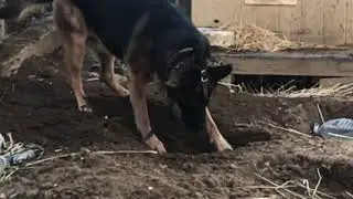 German sheaperd newest construction equipment