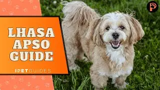 Discovering Lhasa Apso dogs| Breed Guide and Tips