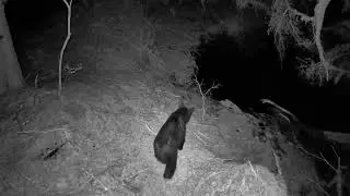 GardePro Trail Camera - Mama bear and her cub walking pass again.