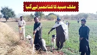 Khargodh ka shikar 2026 | Hare Hunting 2026 | Greyhound 2026