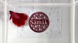 Samak Twin tail #002