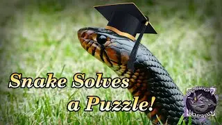 Snakes Solving Puzzles?! Snakes are Smart! | Nina Ottosson Puzzles | Creatures of Nightshade