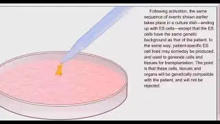 Process of Cloning | How Dogs , cats and other animals are Cloned | Clone your Dog at Dog Clone