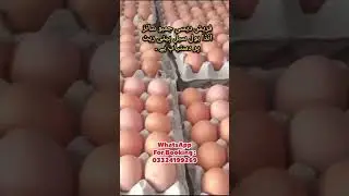 Lohmann Brown Fresh Desi Eggs | Wholesale Peti Rate | Cargo Available All Over Pakistan 🇵🇰