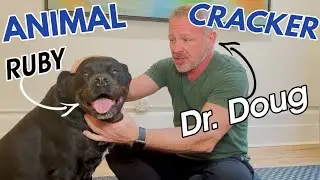OLD ROTTWEILER ~ MADLY in LOVE with her CHIROPRACTOR! (PART 11)