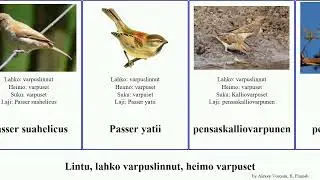 Lintu, lahko varpuslinnut, heimo varpuset passer bird montanus harmaahilkkakutoja Afrikanvarpunen