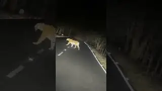 tiger #shorts #short #viralshort #shortsvideo #subscribe #viralvideo #song #tapas #viral #video