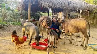 Вьетнамская девушка спасла детеныша буйвола, запутавшегося в веревке, и нашла его хозяина?