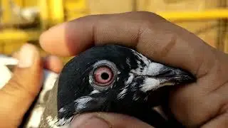 live chirimari krty hovy #sheikhpigeonscare #chirimari #captang