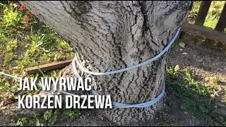 Jak wyrwać korzeń drzewa | Wyciągarka BKS