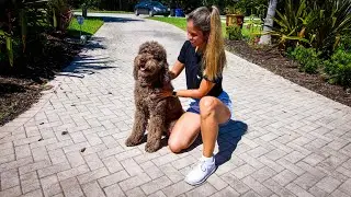 I FINALLY LET MY GIRLFRIEND GET A DOG!