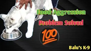 Food aggression Problem solved Must watch@BalusK9Dogtraining#viral #support #dogs #dog#husky