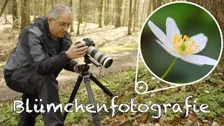Blümchenfotografie mit der NiSi Close Up Linse