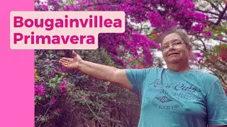 Bougainvillea ou Primavera