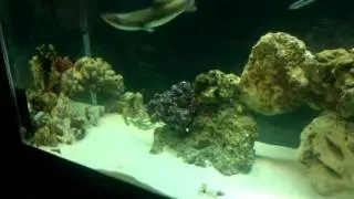 Smooth grey hound shark tank