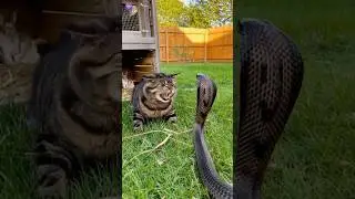 This Shouldn't Have Ended Well: Cat vs Cobra #scary #animalencounter #shorts